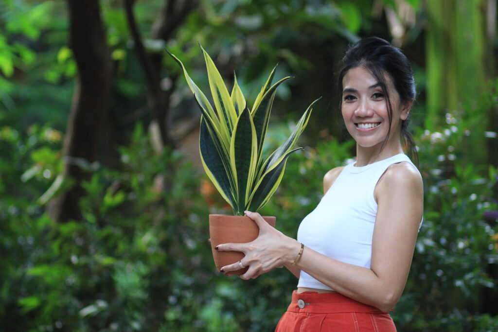 Revana Cellosh: “Sansevieria…Bukan Sekadar Estetika”